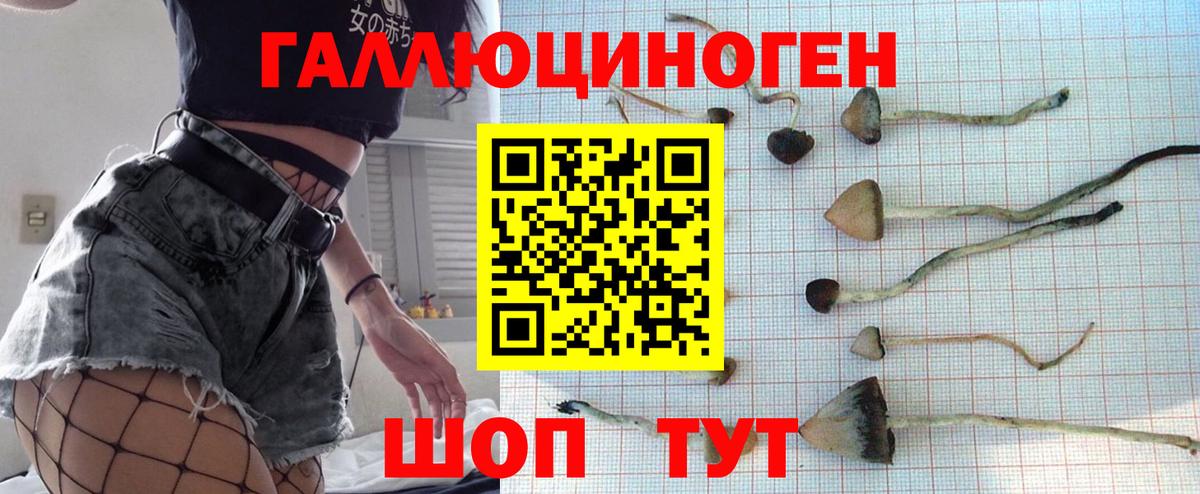 Псилоцибиновые грибы Psilocybine cubensis Чита